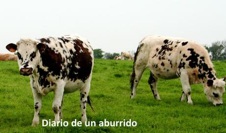 Madame Bovary. (Re)leyendo a Flaubert Madame Bovary. (Re)leyendo a Flaubert