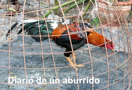 El año del gallo
