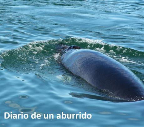 Québec (1): Las ballenas de Tadoussac y otras visitas interesantes al norte de la ciudad de Québec Québec (1): Las ballenas de Tadoussac y otras visitas interesantes al norte de la ciudad de Québec