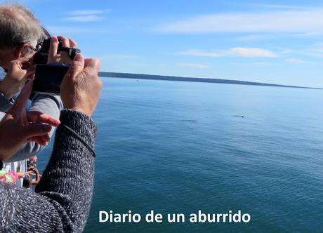 Québec (1): Las ballenas de Tadoussac y otras visitas interesantes al norte de la ciudad de Québec Québec (1): Las ballenas de Tadoussac y otras visitas interesantes al norte de la ciudad de Québec