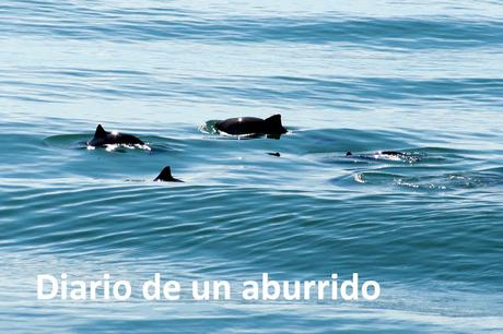 Québec (1): Las ballenas de Tadoussac y otras visitas interesantes al norte de la ciudad de Québec Québec (1): Las ballenas de Tadoussac y otras visitas interesantes al norte de la ciudad de Québec