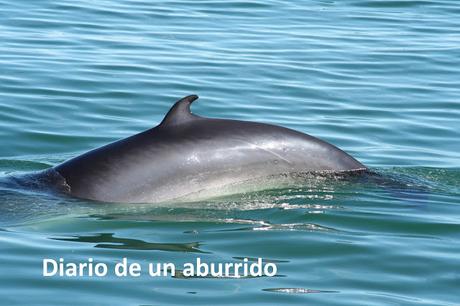 Québec (1): Las ballenas de Tadoussac y otras visitas interesantes al norte de la ciudad de Québec Québec (1): Las ballenas de Tadoussac y otras visitas interesantes al norte de la ciudad de Québec