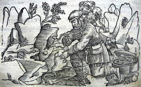 La triaca, antídoto contra venenos