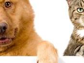 sabías? sexto sentido #mascotas puede detectar enfermedades #Perros #Gatos