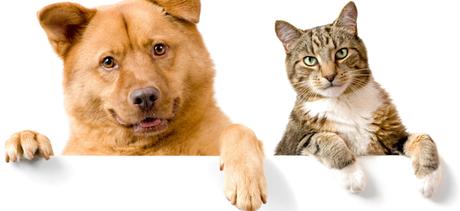 ¿Lo sabías? El sexto sentido de las #mascotas puede detectar enfermedades / #Perros #Gatos ¿Lo sabías? El sexto sentido de las #mascotas puede detectar enfermedades / #Perros #Gatos