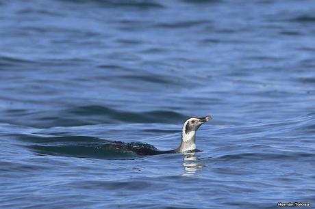 Sur bonaerense II (Balneario San Cayetano)