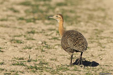 Sur bonaerense II (Balneario San Cayetano)