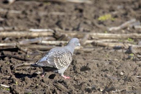 Sur bonaerense II (Balneario San Cayetano)