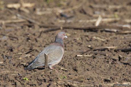 Sur bonaerense II (Balneario San Cayetano)