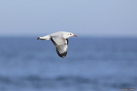 Sur bonaerense II (Balneario San Cayetano)