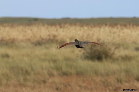 Sur bonaerense II (Balneario San Cayetano)