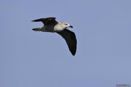 Sur bonaerense II (Balneario San Cayetano)