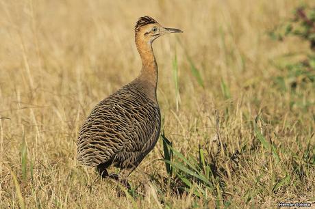 Sur bonaerense II (Balneario San Cayetano)