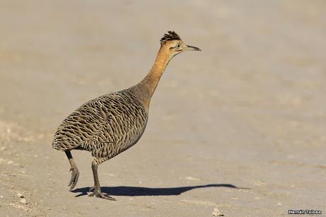 Sur bonaerense II (Balneario San Cayetano)