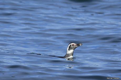 Sur bonaerense II (Balneario San Cayetano)