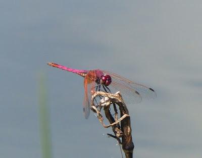 Trithemis annulata, especie nueva para Asturias.