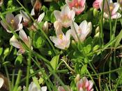 Pimpinela (Anagallis alternifolia)
