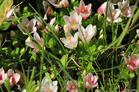 Pimpinela (Anagallis alternifolia)