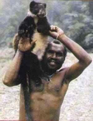 El dingiso, reciente descubrimiento en Nueva Guinea