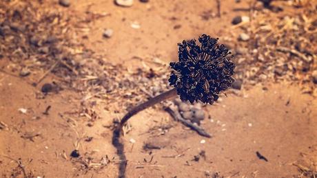 Daños causados ​​por el piro-terrorismo de Gaza