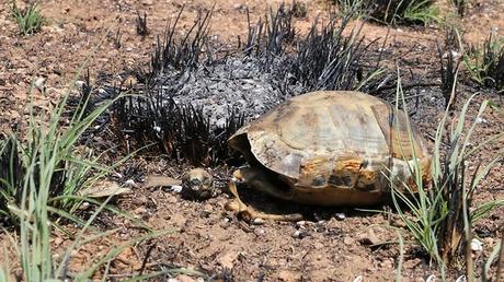 Daños causados ​​por el piro-terrorismo de Gaza