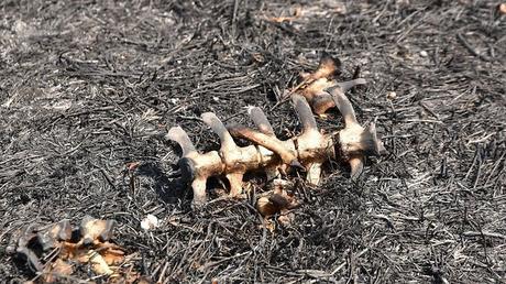 Daños causados ​​por el piro-terrorismo de Gaza