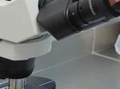 Seminograma
