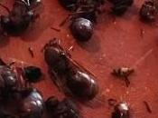 Chicatanas