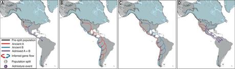 ADN revela las dos ‘familias’ que se repartieron América
