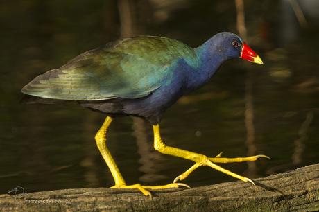 Pollona azul (Purple gallinule) Porphyrio martinica