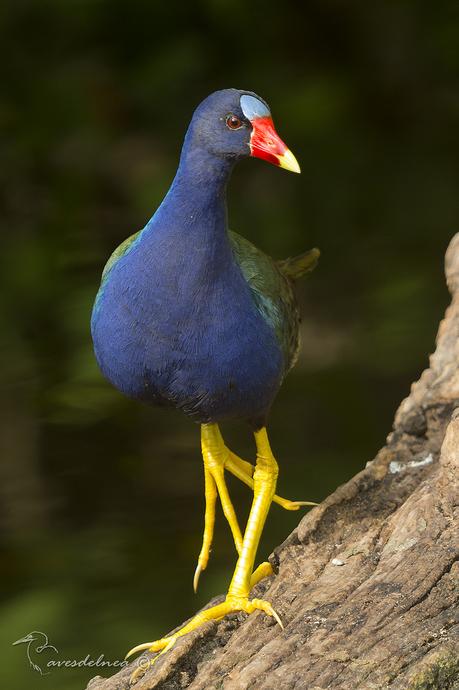 Pollona azul (Purple gallinule) Porphyrio martinica