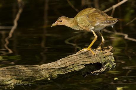 Pollona azul (Purple gallinule) Porphyrio martinica