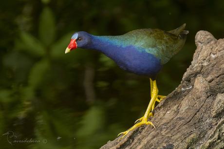 Pollona azul (Purple gallinule) Porphyrio martinica