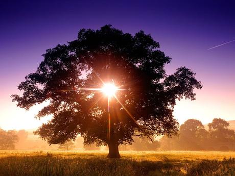 El árbol de los deseos: Esta parábola nos muestra cómo saboteamos nuestra vida