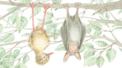 Lecciones de vuelo  (Pirkko Vainio).