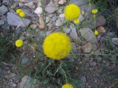 Flores de julio en la Sierra Norte de Guadalajara