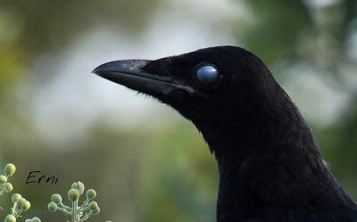 MÁS AVES DE LAREDO Y COLINDRES