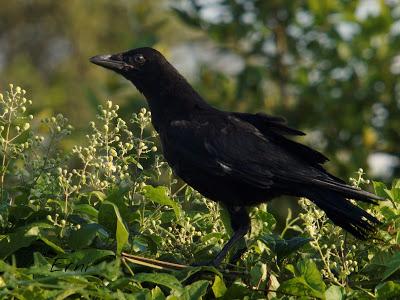 MÁS AVES DE LAREDO Y COLINDRES