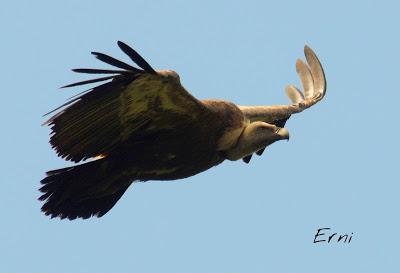 MÁS AVES DE LAREDO Y COLINDRES