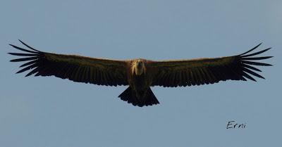 MÁS AVES DE LAREDO Y COLINDRES