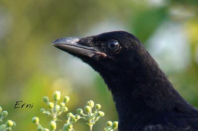 MÁS AVES DE LAREDO Y COLINDRES