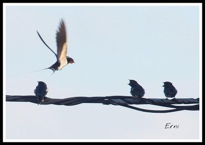 MÁS AVES DE LAREDO Y COLINDRES