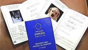 Requisitos para viajar con tu mascota