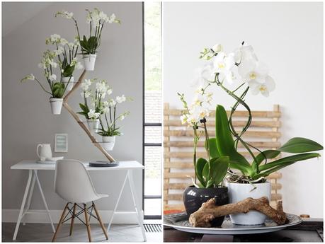 DECORAR CON ELEGANTES ORQUÍDEAS