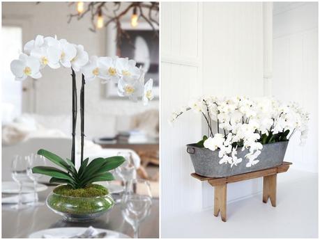 DECORAR CON ELEGANTES ORQUÍDEAS