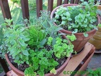 Cómo hacer un huerto de plantas aromáticas y medicinales