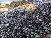 Microplásticos mejillones: océano está devolviendo nuestra basura