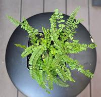 + Plantas de acento + lajas para los acentos .