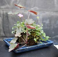 + Plantas de acento + lajas para los acentos .