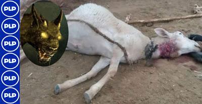 En Cañete: EXTRAÑA 'BESTIA' MATA CON SUS COLMILLOS AL GANADO...